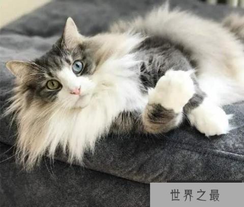 世界上最耐寒的猫，挪威森林猫可忍受零下16度