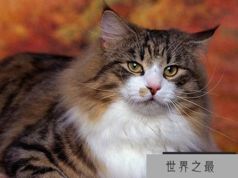 世界上最耐寒的猫，挪威森林猫可忍受零下16度