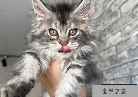 缅因猫是世界上最大的猫 体长1.23米左右