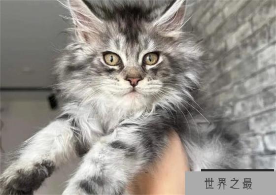 缅因猫是世界上最大的猫 体长1.23米左右