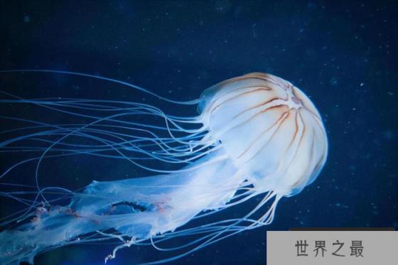 大海里最毒的生物 一只就能毒死60位成年人(箱水母)