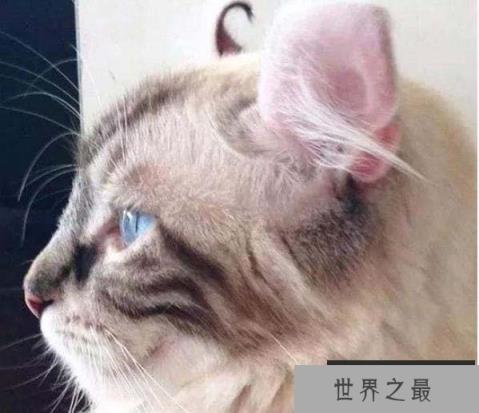 世界上耳朵最多的猫，一流浪猫长有5只耳朵