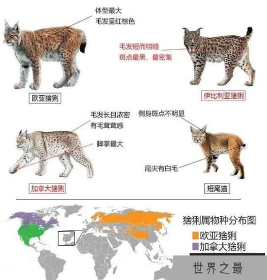 猞猁凭什么成为了分布最广的猫科动物？它有何特别之处？