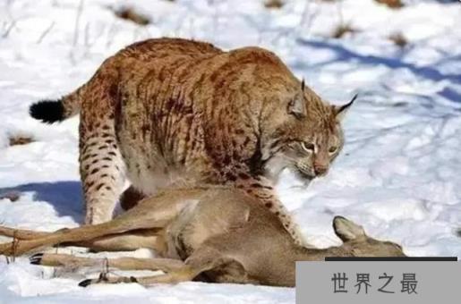 猞猁凭什么成为了分布最广的猫科动物？它有何特别之处？