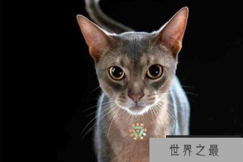 世界上血统最高贵的猫：阿比西尼亚猫