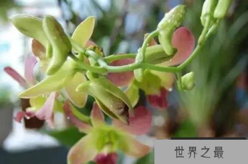 世界上十大最贵的花 昙花是无价之宝(开花期短)