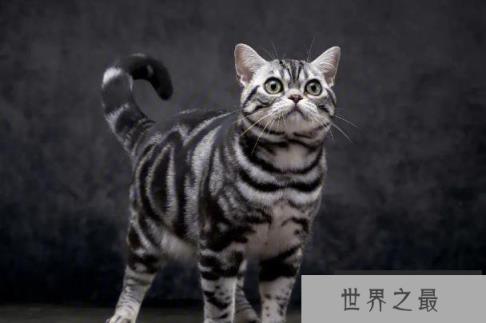 世界上最适合新手养的十种猫 中国狸花猫(身体健壮)