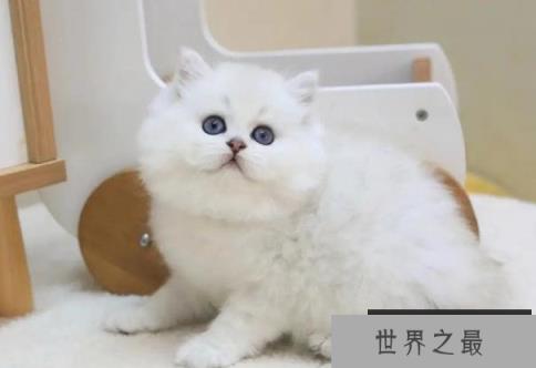 世界上最适合新手养的十种猫 中国狸花猫(身体健壮)