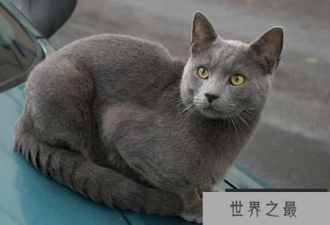 世界上最适合新手养的十种猫 中国狸花猫(身体健壮)