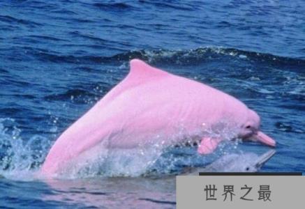 世界上最漂亮的海豚 粉红瓶鼻海豚浑身粉红色 长达三米