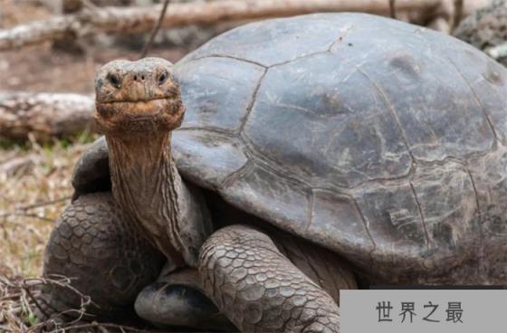 俗话说“千年王八万年龟” 最长寿的乌龟究竟能活多少岁