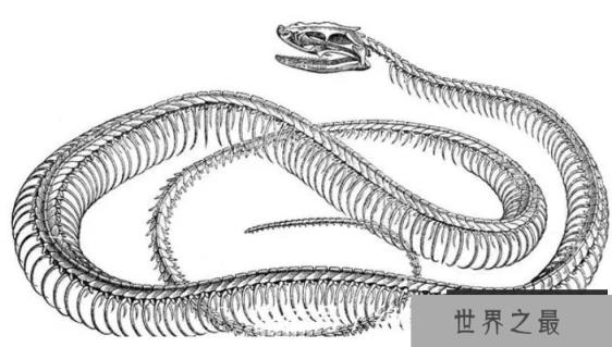 非洲毒性最强的蛇是什么蛇？它到底有多毒？