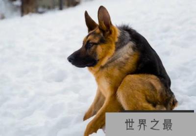 世界上最丑的犬种，卡西莫多犬没有脖子