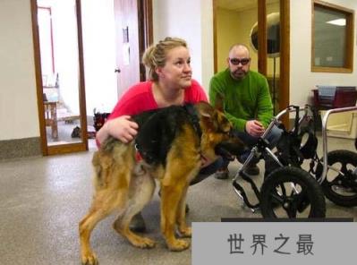 世界上最丑的犬种，卡西莫多犬没有脖子