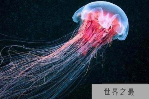 发形霞水母