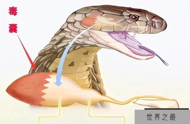 作为现存最大的毒蛇，眼镜王蛇究竟有没有天敌？