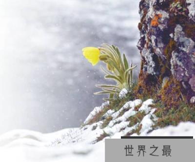 为何冰天雪地也有植物开花