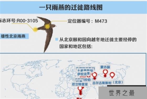 自然界中飞得最远的鸟是哪种鸟？它飞得有多远？