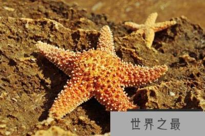 海星有什么特征？海星的十大有趣特征