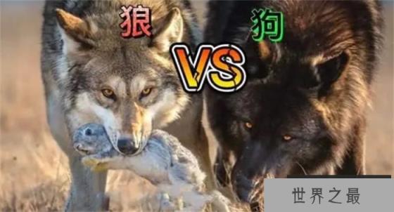 如今最厉害的猛犬能不能单挑北美灰狼？为什么？