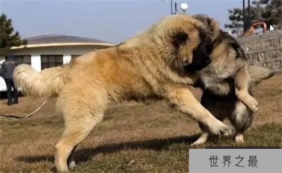 如今最厉害的猛犬能不能单挑北美灰狼？为什么？