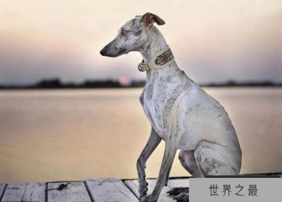 世界上跑得最快的狗，格力犬时速达70公里