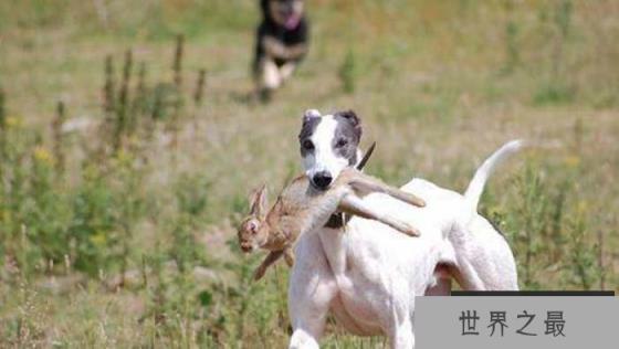 世界上跑得最快的狗，格力犬时速达70公里