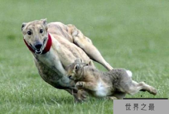 世界上跑得最快的狗，格力犬时速达70公里