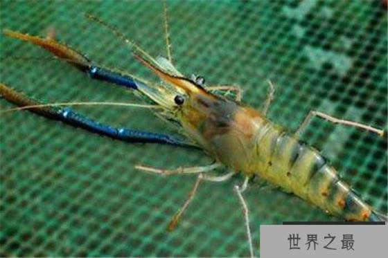 世界最大的淡水虾，罗氏沼虾体长达40厘米
