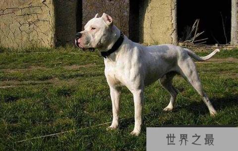 世界十大斗犬排名：比特犬位列第一