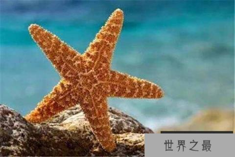 十大自愈力最强的动物，海蛞蝓和海星均上榜