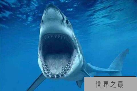 世界上最凶残的鲨鱼之一：噬人鲨会袭击人类