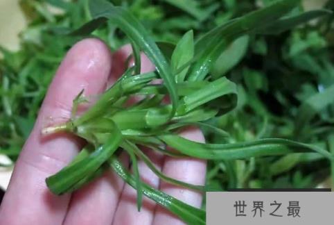 世界上最可惜的野菜 面条菜营养丰富(被当成杂草)