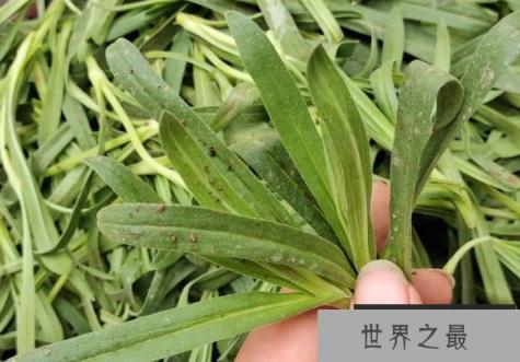 世界上最可惜的野菜 面条菜营养丰富(被当成杂草)