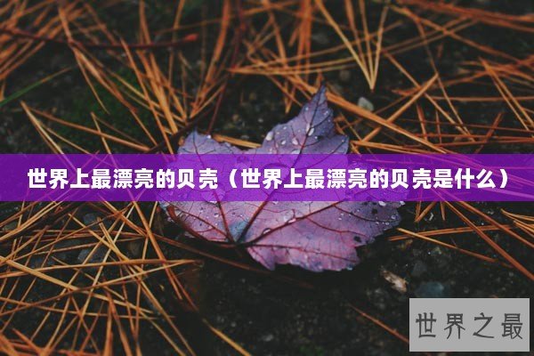 世界上最漂亮的贝壳（世界上最漂亮的贝壳是什么）