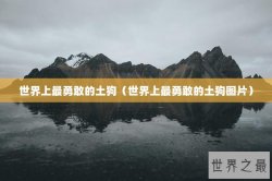 世界上最勇敢的土狗（世界上最勇敢的土狗图片）