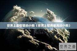 世界上最智慧的小狗（世界上智商最高的小狗）