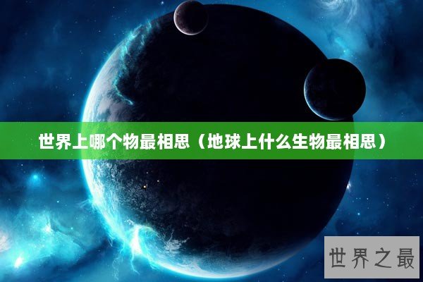 世界上哪个物最相思（地球上什么生物最相思）