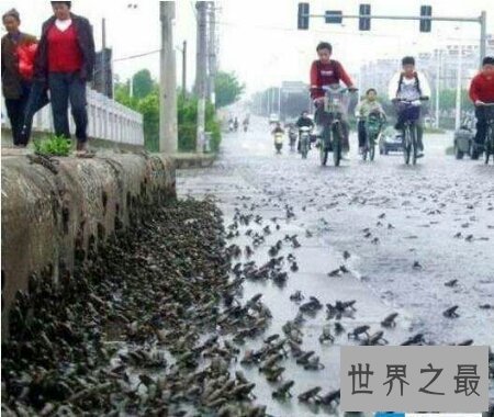 【图】怪雨真的会下那些动物吗 比酸雨还要更可怕吗