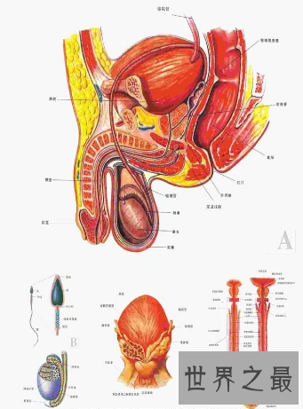 【图】男性生殖器长度中国人与本国人有什么不同
