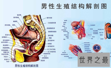 【图】男性生殖器长度中国人与本国人有什么不同