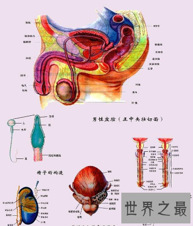 【图】男性生殖器长度中国人与本国人有什么不同