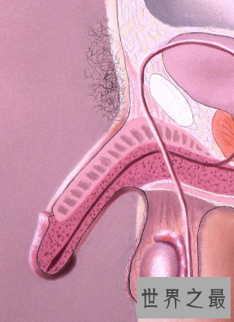 【图】男性生殖器长度中国人与本国人有什么不同