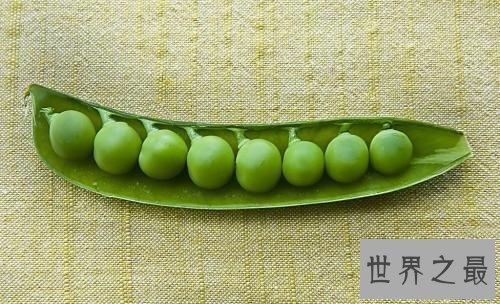 【图】植物大战僵尸大家最常用的豌豆射手的来历