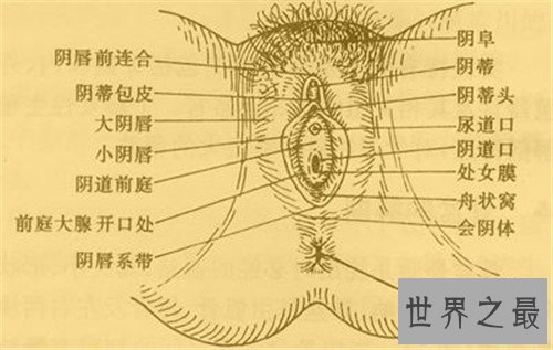 【图】生殖图女性结构引见 女性生殖器蕴含哪些局部