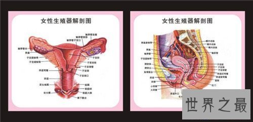 【图】生殖图女性结构引见 女性生殖器蕴含哪些局部