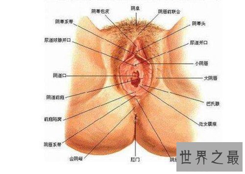 【图】生殖图女性结构引见 女性生殖器蕴含哪些局部