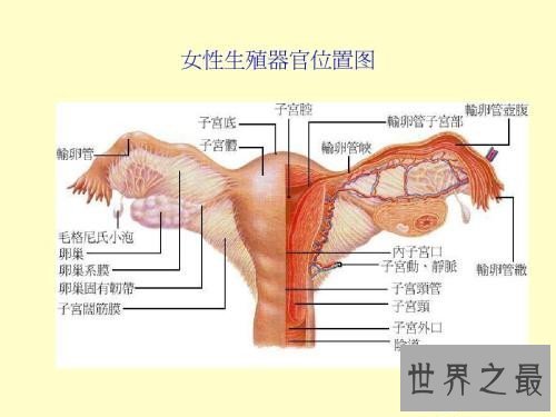 【图】生殖图女性结构引见 女性生殖器蕴含哪些局部