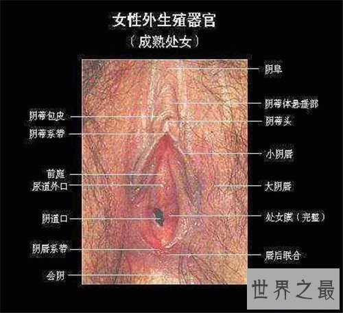 【图】生殖图女性结构引见 女性生殖器蕴含哪些局部