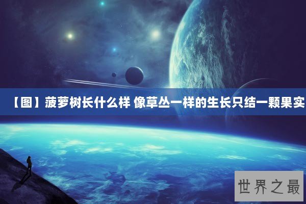 【图】菠萝树长什么样 像草丛一样的生长只结一颗果实